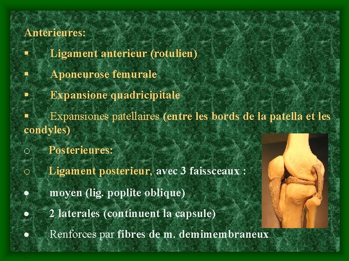 Anterieures: § Ligament anterieur (rotulien) § Aponeurose femurale § Expansione quadricipitale § Expansiones patellaires