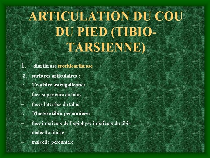 ARTICULATION DU COU DU PIED (TIBIOTARSIENNE) 1. diarthrose trochlearthrose 2. surfaces articulaires : o