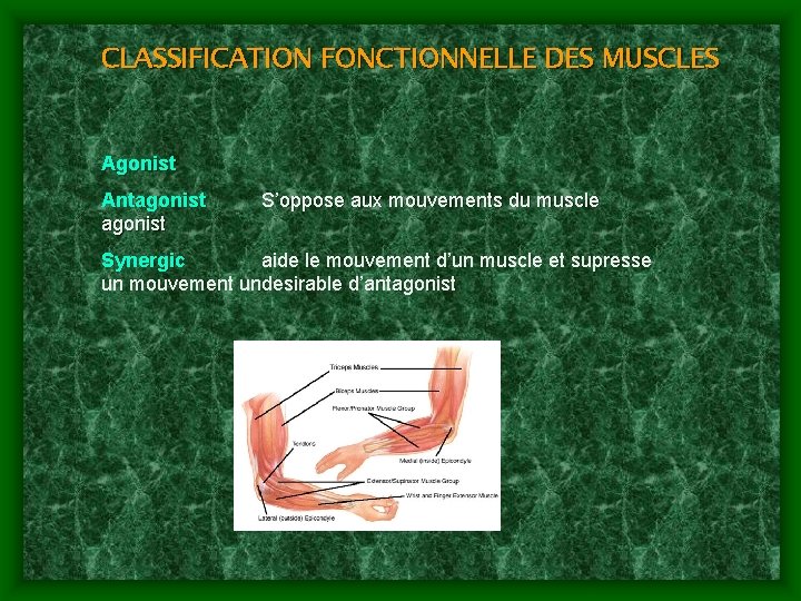 CLASSIFICATION FONCTIONNELLE DES MUSCLES Agonist Antagonist S’oppose aux mouvements du muscle Synergic aide le