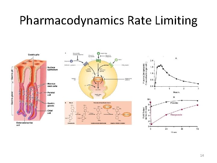 Pharmacodynamics Rate Limiting 14 