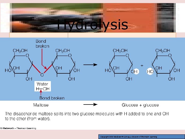 Hydrolysis Copyright 2005 Wadsworth Group, a division of Thomson Learning 