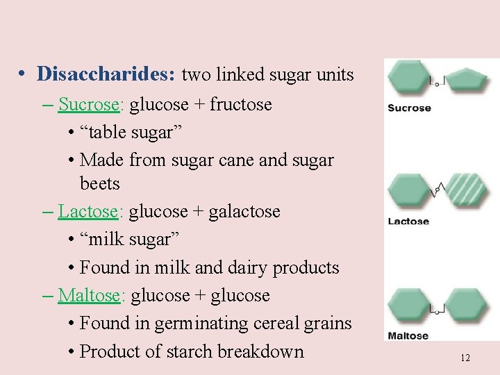  • Disaccharides: two linked sugar units – Sucrose: glucose + fructose • “table