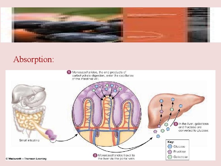 Absorption: 