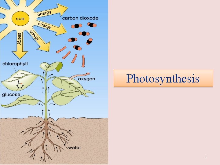 Photosynthesis 4 