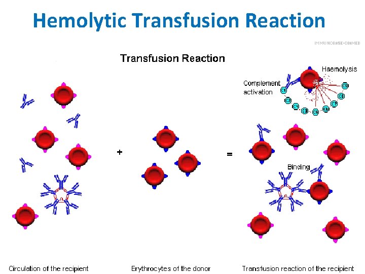 Hemolytic Transfusion Reaction 