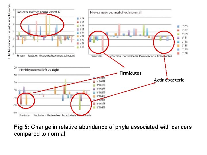 Firmicutes Actinobacteria Fig 5: Change in relative abundance of phyla associated with cancers compared