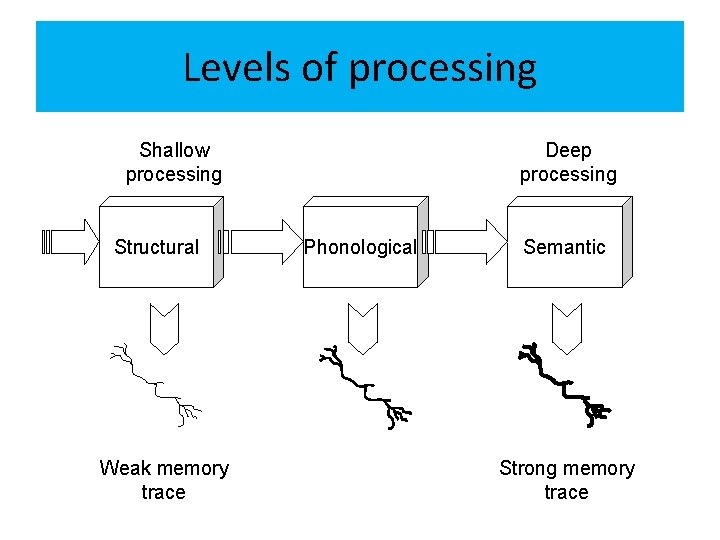 Levels of processing Shallow processing Structural Weak memory trace Deep processing Phonological Semantic Strong