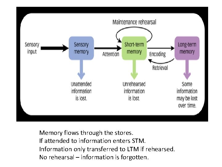 Memory flows through the stores. If attended to information enters STM. Information only transferred
