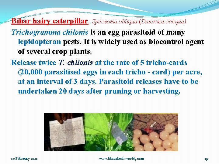 Bihar hairy caterpillar, Spilosoma obliqua (Diacrisia obliqua) Trichogramma chilonis is an egg parasitoid of