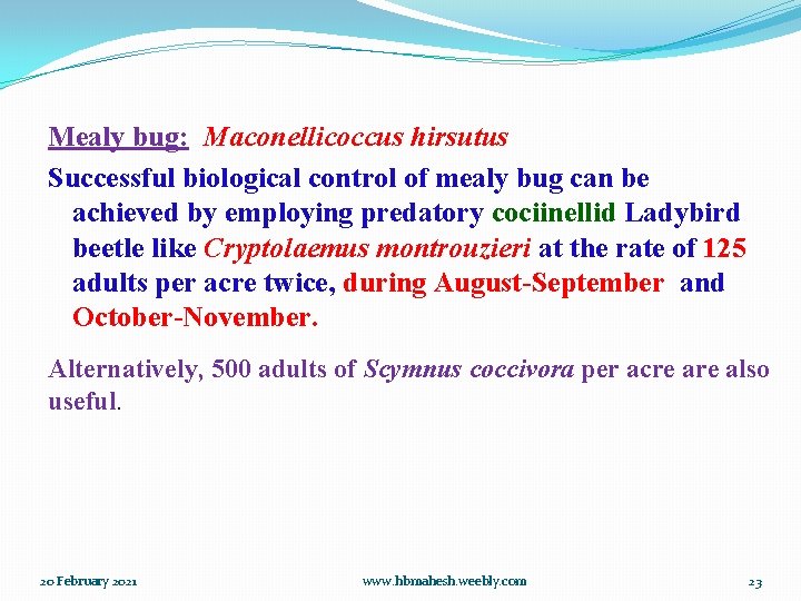 Mealy bug: Maconellicoccus hirsutus Successful biological control of mealy bug can be achieved by