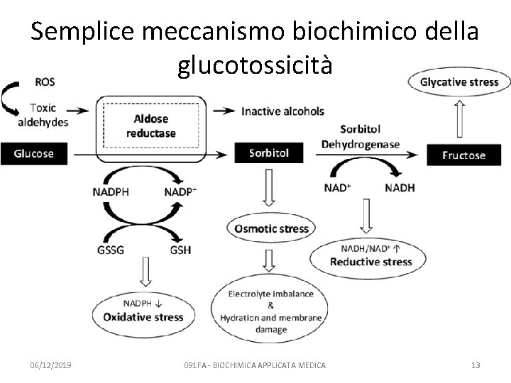 Semplice meccanismo biochimico della glucotossicità 06/12/2019 091 FA - BIOCHIMICA APPLICATA MEDICA 13 