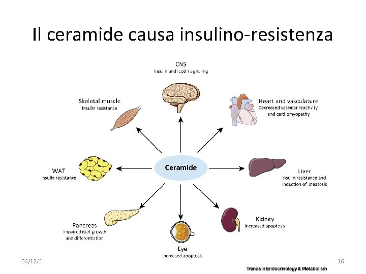 Il ceramide causa insulino-resistenza 06/12/2019 091 FA - BIOCHIMICA APPLICATA MEDICA 16 