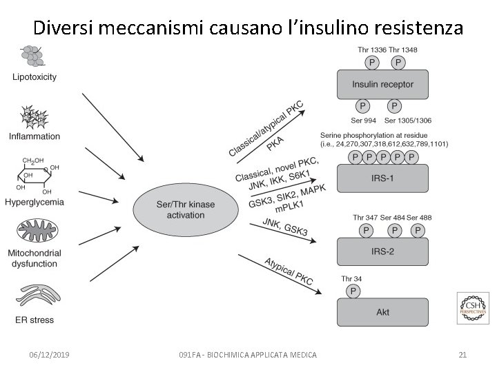 Diversi meccanismi causano l’insulino resistenza 06/12/2019 091 FA - BIOCHIMICA APPLICATA MEDICA 21 