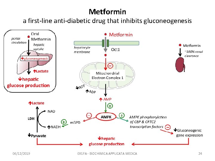 Metformin a first-line anti-diabetic drug that inhibits gluconeogenesis 06/12/2019 091 FA - BIOCHIMICA APPLICATA