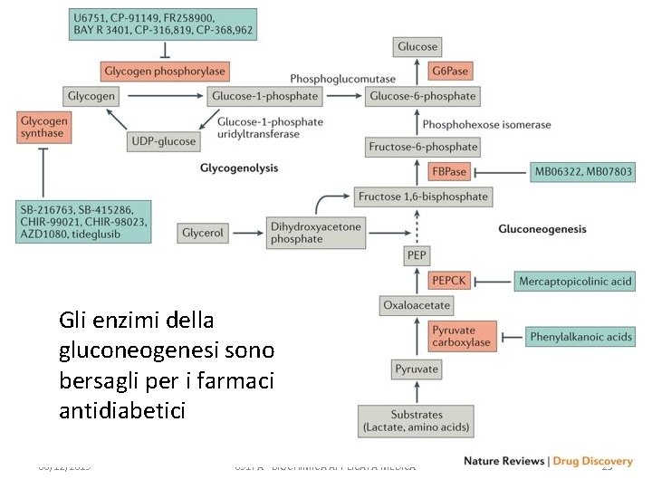 Gli enzimi della gluconeogenesi sono bersagli per i farmaci antidiabetici 06/12/2019 091 FA -