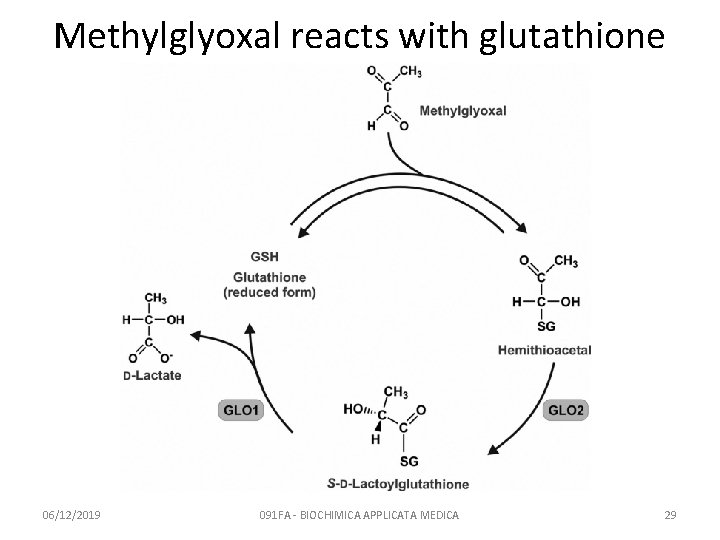 Methylglyoxal reacts with glutathione 06/12/2019 091 FA - BIOCHIMICA APPLICATA MEDICA 29 