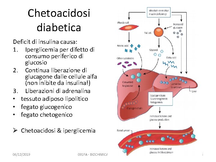 Chetoacidosi diabetica Deficit di insulina causa: 1. Iperglicemia per difetto di consumo periferico di