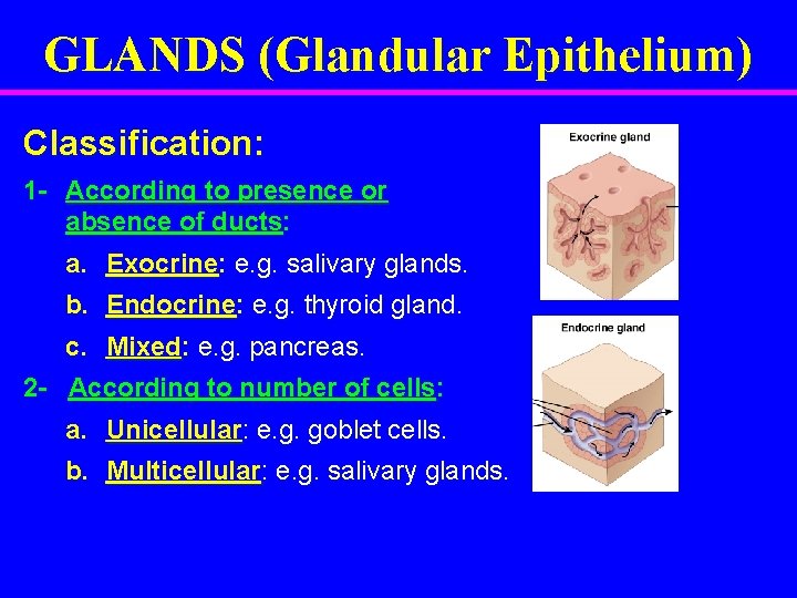 GLANDS (Glandular Epithelium) Classification: 1 - According to presence or absence of ducts: a.