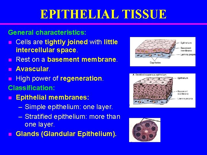 EPITHELIAL TISSUE General characteristics: n Cells are tightly joined with little intercellular space. n