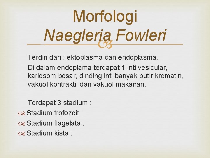 Morfologi Naegleria Fowleri Terdiri dari : ektoplasma dan endoplasma. Di dalam endoplama terdapat 1