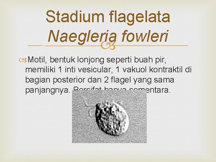 Stadium flagelata Naegleria fowleri Motil, bentuk lonjong seperti buah pir, memiliki 1 inti vesicular,