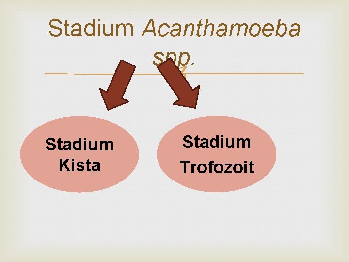 Stadium Acanthamoeba spp. Stadium Kista Stadium Trofozoit 