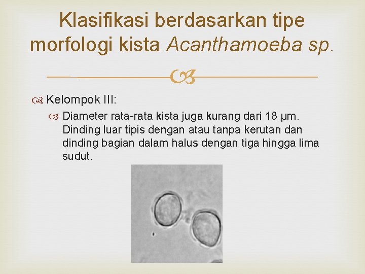 Klasifikasi berdasarkan tipe morfologi kista Acanthamoeba sp. Kelompok III: Diameter rata-rata kista juga kurang