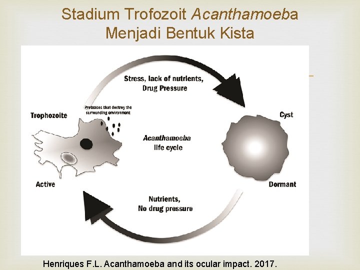 Stadium Trofozoit Acanthamoeba Menjadi Bentuk Kista Henriques F. L. Acanthamoeba and its ocular impact.