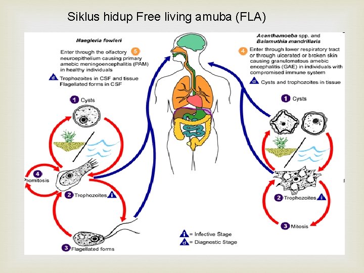 Siklus hidup Free living amuba (FLA) 