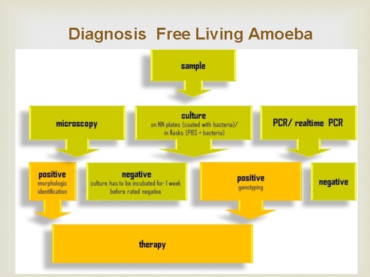 Diagnosis Free Living Amoeba 
