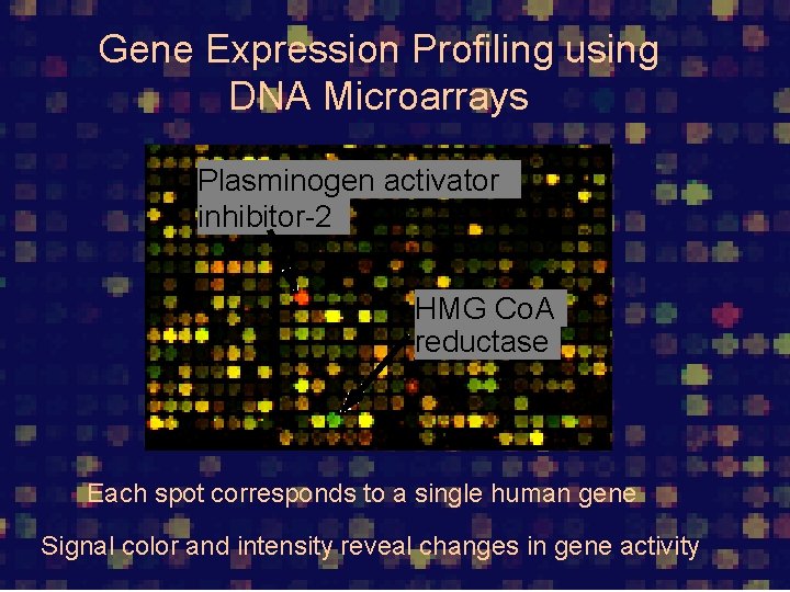Gene Expression Profiling using DNA Microarrays Plasminogen activator inhibitor-2 HMG Co. A reductase Each