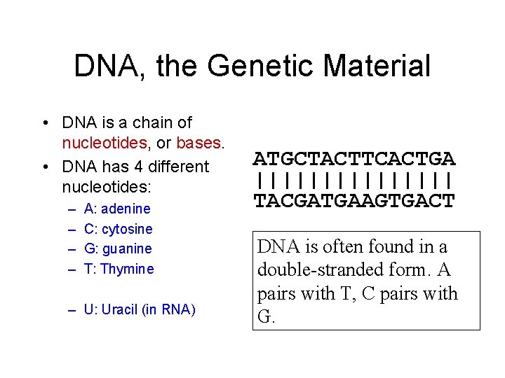 DNA, the Genetic Material • DNA is a chain of nucleotides, or bases. •
