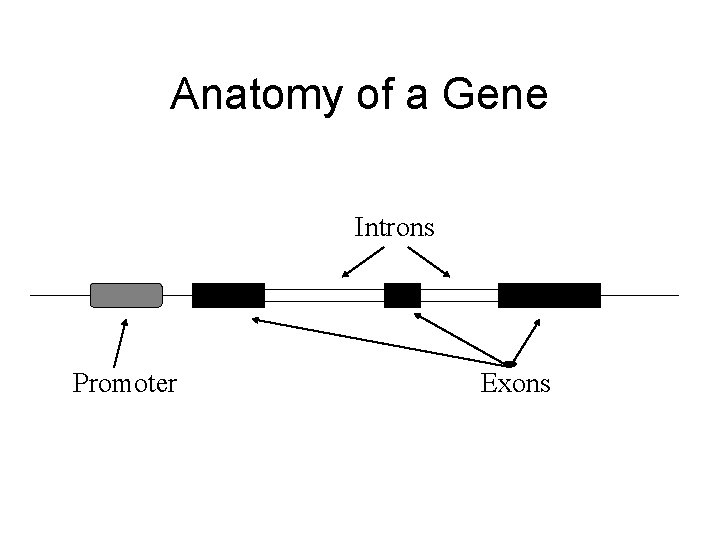 Anatomy of a Gene Introns Promoter Exons 