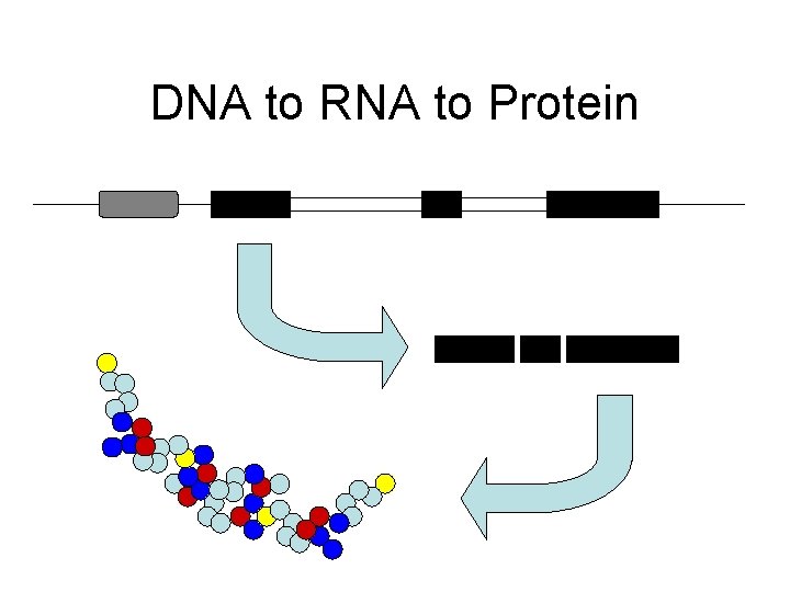 DNA to RNA to Protein 
