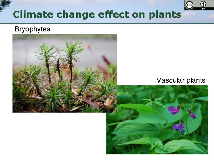 Climate change effect on plants Bryophytes Vascular plants 