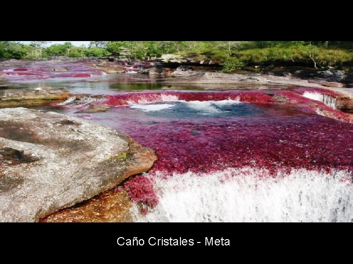 Caño Cristales - Meta 