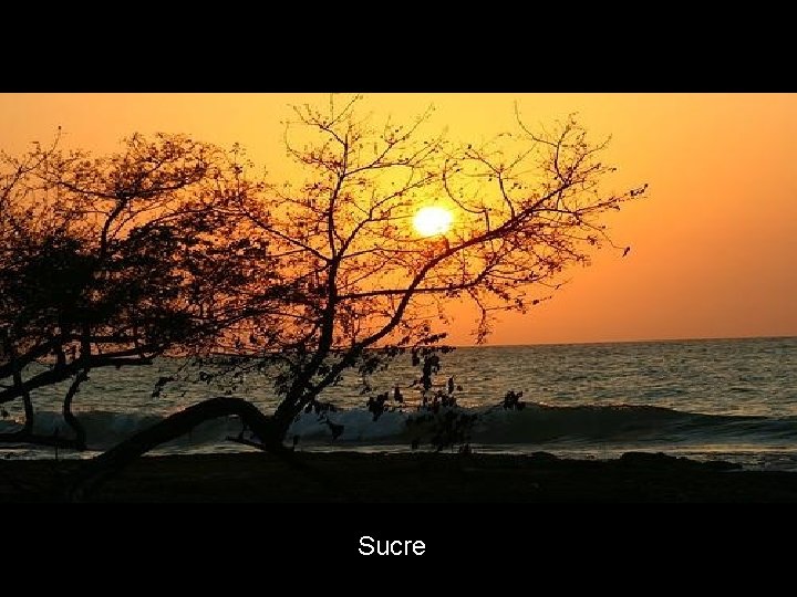 Sucre 