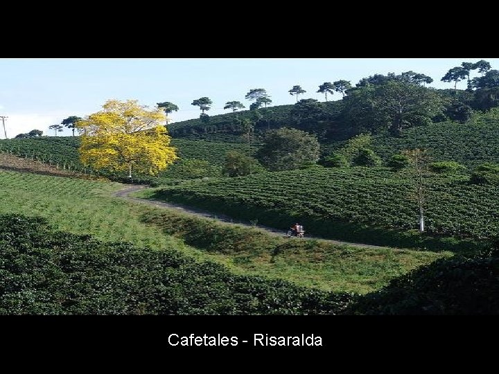 Cafetales - Risaralda 