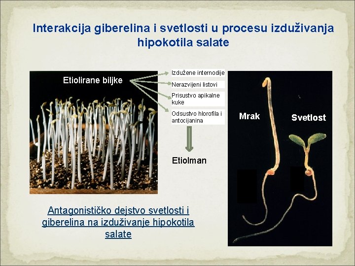 Interakcija giberelina i svetlosti u procesu izduživanja hipokotila salate Etiolirane biljke Izdužene internodije Nerazvijeni