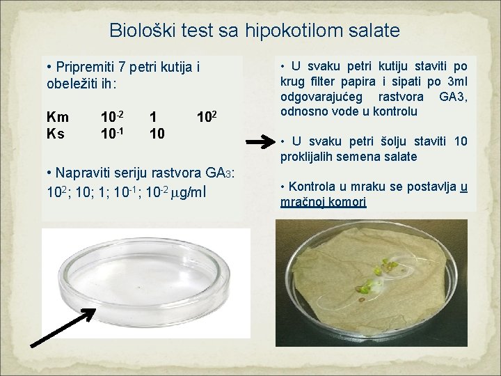 Biološki test sa hipokotilom salate • Pripremiti 7 petri kutija i obeležiti ih: Km