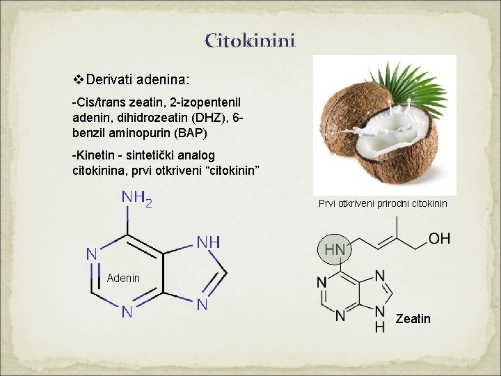Citokinini v. Derivati adenina: -Cis/trans zeatin, 2 -izopentenil adenin, dihidrozeatin (DHZ), 6 benzil aminopurin