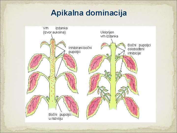 Apikalna dominacija Vrh izdanka (izvor auksina) Uklonjen vrh izdanka Inhibirani bočni pupoljci Bočni pupoljci