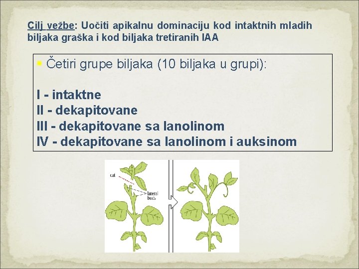 Cilj vežbe: Uočiti apikalnu dominaciju kod intaktnih mladih biljaka graška i kod biljaka tretiranih