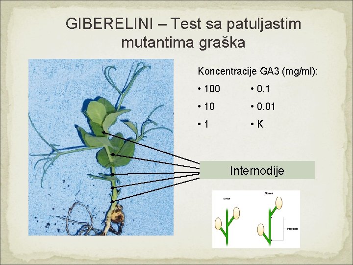 GIBERELINI – Test sa patuljastim mutantima graška Koncentracije GA 3 (mg/ml): • 100 •