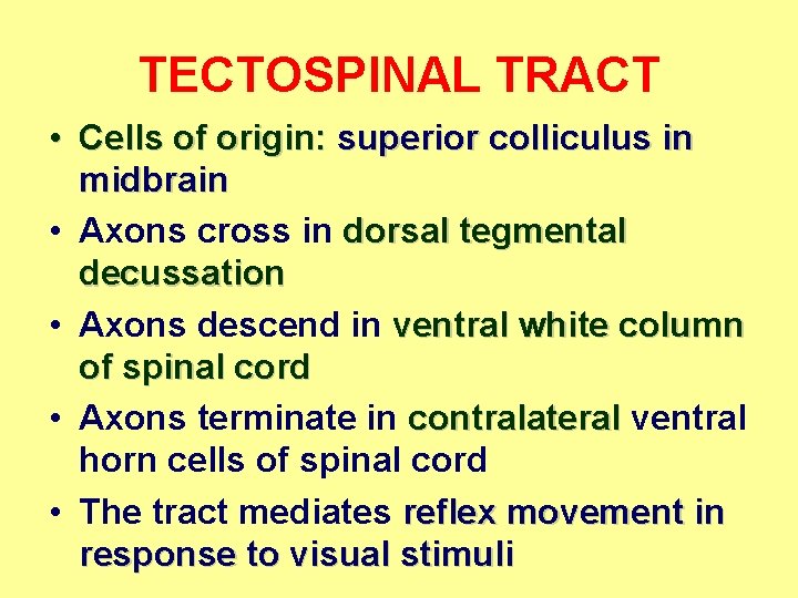 TECTOSPINAL TRACT • Cells of origin: superior colliculus in midbrain • Axons cross in