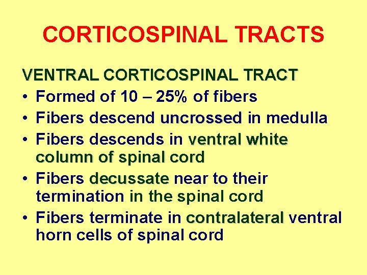 CORTICOSPINAL TRACTS VENTRAL CORTICOSPINAL TRACT • Formed of 10 – 25% of fibers •