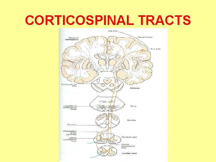 CORTICOSPINAL TRACTS 