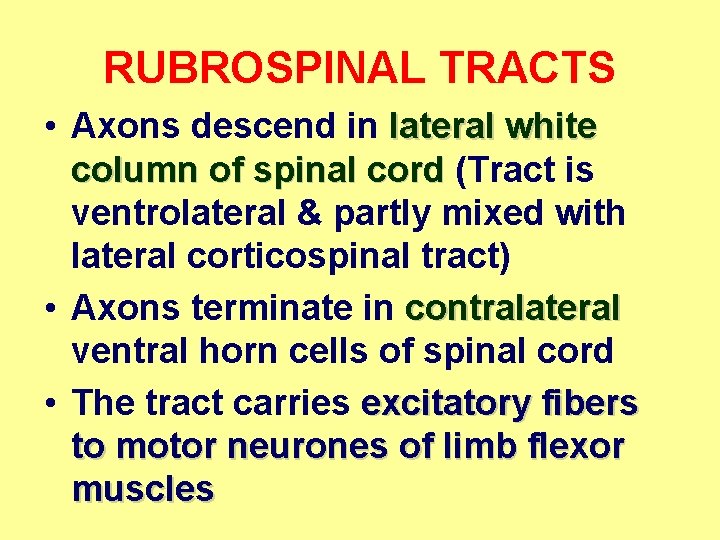 RUBROSPINAL TRACTS • Axons descend in lateral white column of spinal cord (Tract is