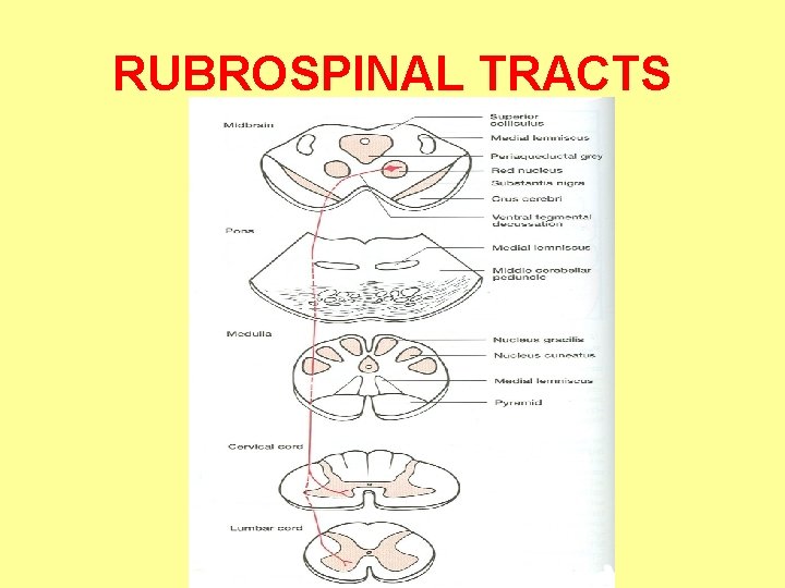 RUBROSPINAL TRACTS 