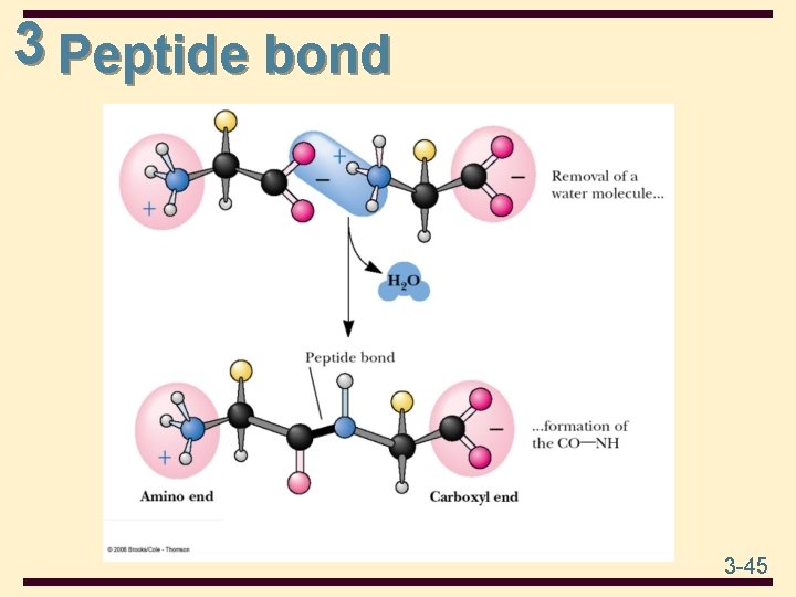 3 Peptide bond 3 -45 